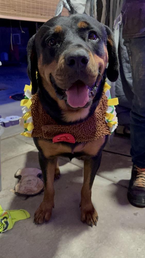Enlarge Sasha, a Adoptable Rottweiler in Gilbert, AZ image 5/5