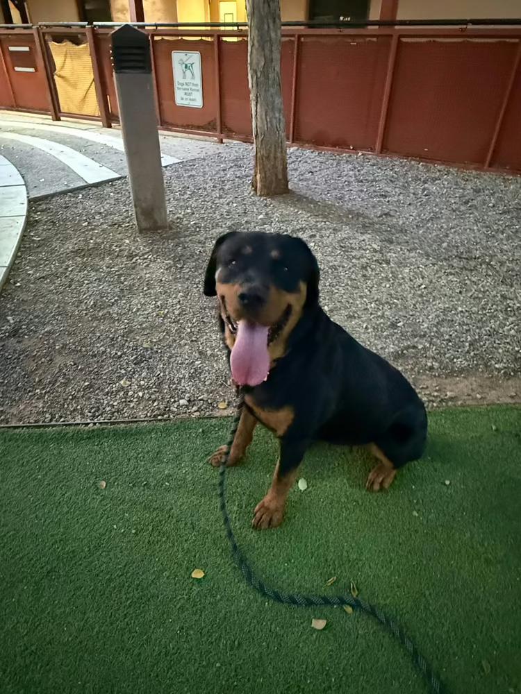 Enlarge Sasha, a Adoptable Rottweiler in Gilbert, AZ image 4/6
