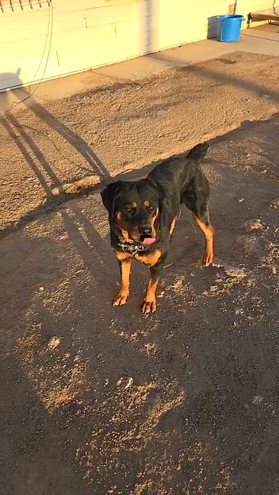 Enlarge Sasha, a Adoptable Rottweiler in Gilbert, AZ video 6/6