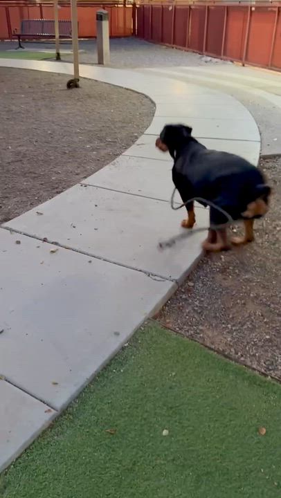 Enlarge Sasha, a Adoptable Rottweiler in Gilbert, AZ video 5/6