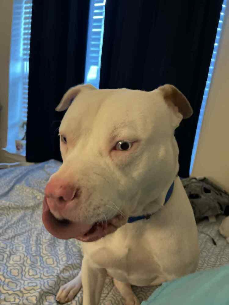 Enlarge Ice, a Adoptable mixed breed in Dutton, VA image 1/1