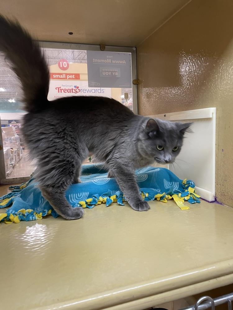 Enlarge Alfredo Pawsta, a Adoptable Domestic Medium Hair in Metamora, IL image 1/1