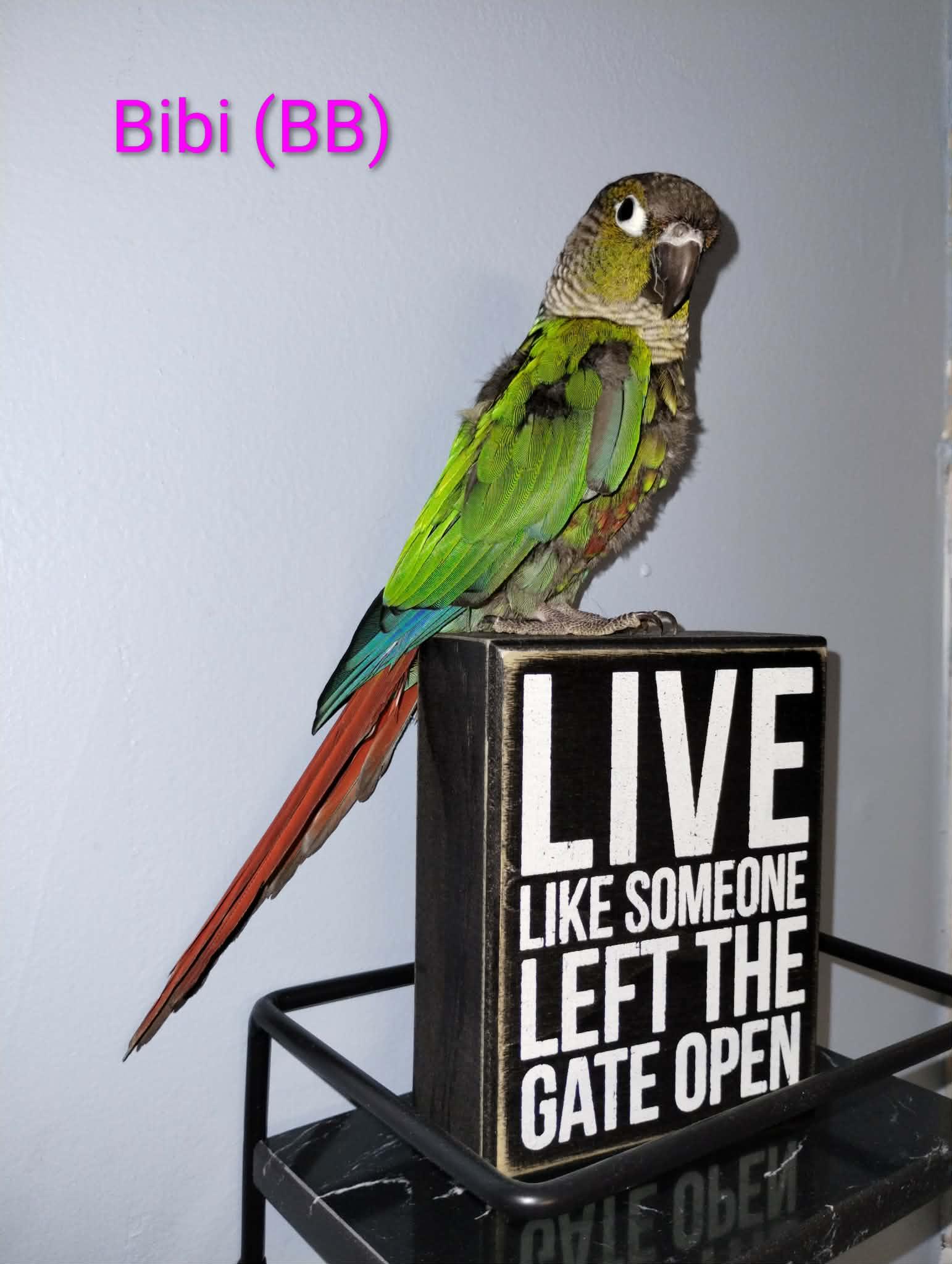 Cherry and Bibi, a Adoptable Conure in Aurora, IL image 1/2