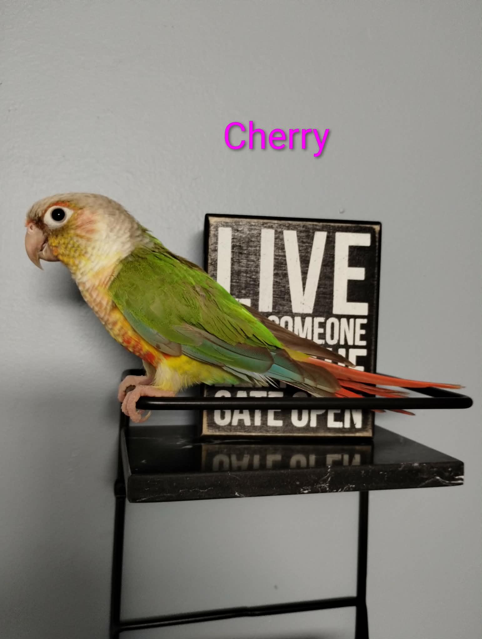 Cherry and Bibi, a Adoptable Conure in Aurora, IL image 2/2