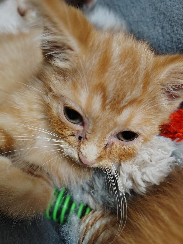 Mandy, Adoptable, Kitten Female Domestic Medium Hair.