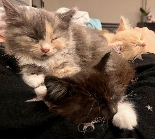 Aurora & Noorah, adopted, Kitten Female Tuxedo & Dilute Calico.