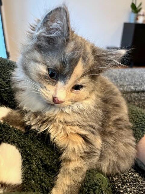 Enlarge Aurora & Noorah, an adopted mixed breed in Hood River, OR image 3/6