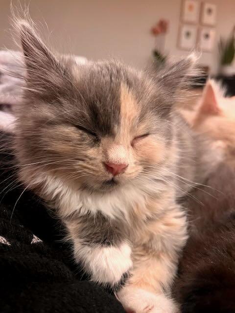 Enlarge Aurora & Noorah, an adopted mixed breed in Hood River, OR image 5/6