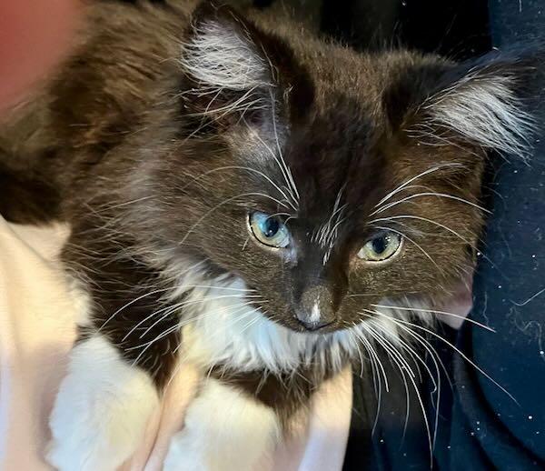 Enlarge Aurora & Noorah, an adopted mixed breed in Hood River, OR image 4/6