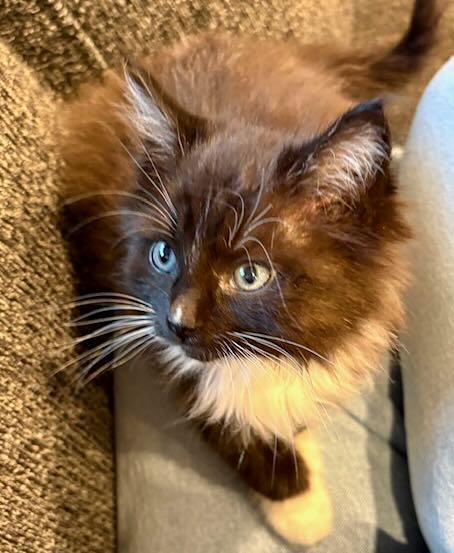 Enlarge Aurora & Noorah, an adopted mixed breed in Hood River, OR image 6/6