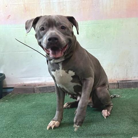 Dior, Adoptable, Adult Female Staffordshire Bull Terrier.