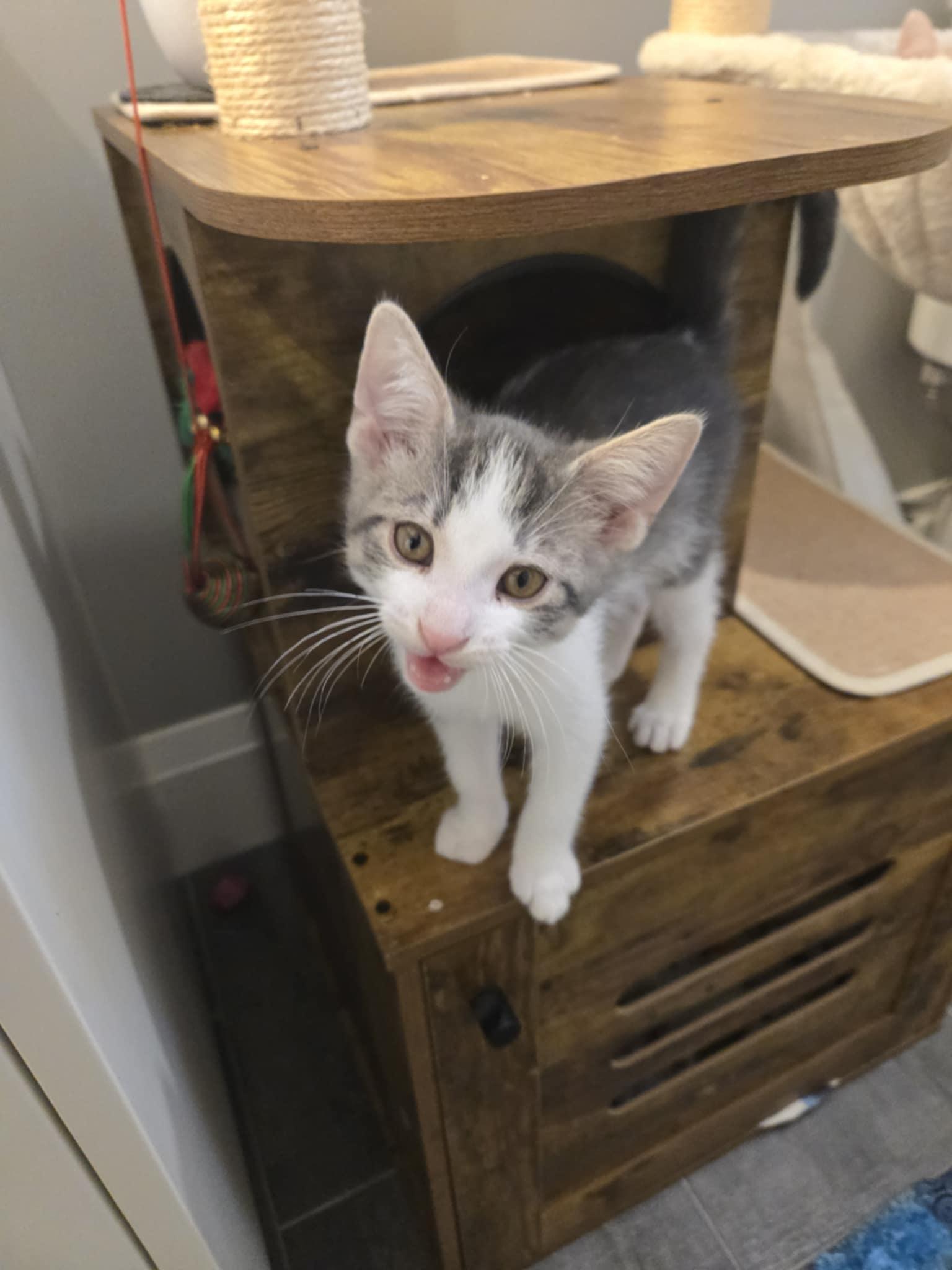 Enlarge Ronnie, an adoptable Domestic Short Hair in Shakespeare, ON image 3/6