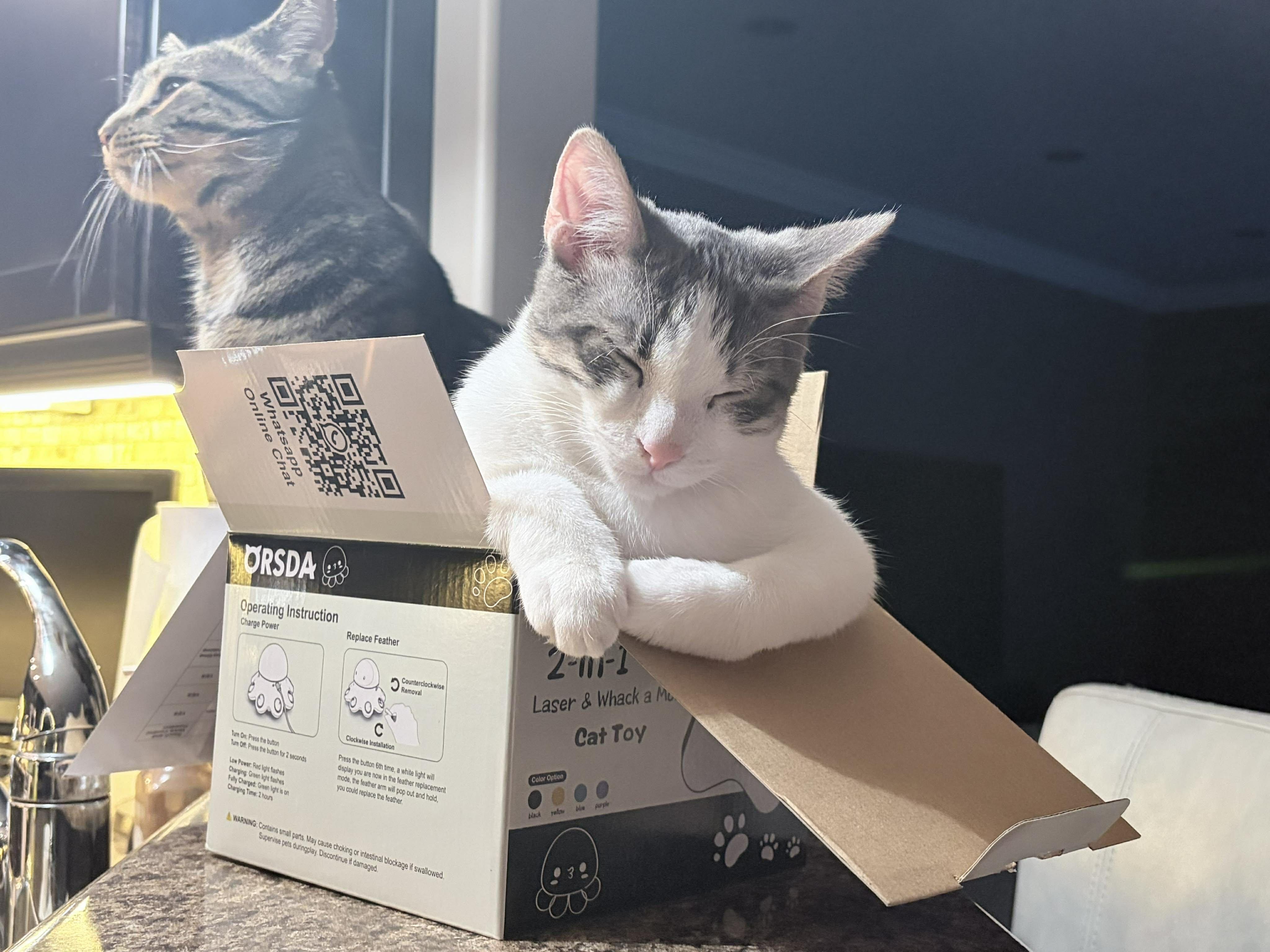 Enlarge Ronnie, an adoptable Domestic Short Hair in Shakespeare, ON image 4/6