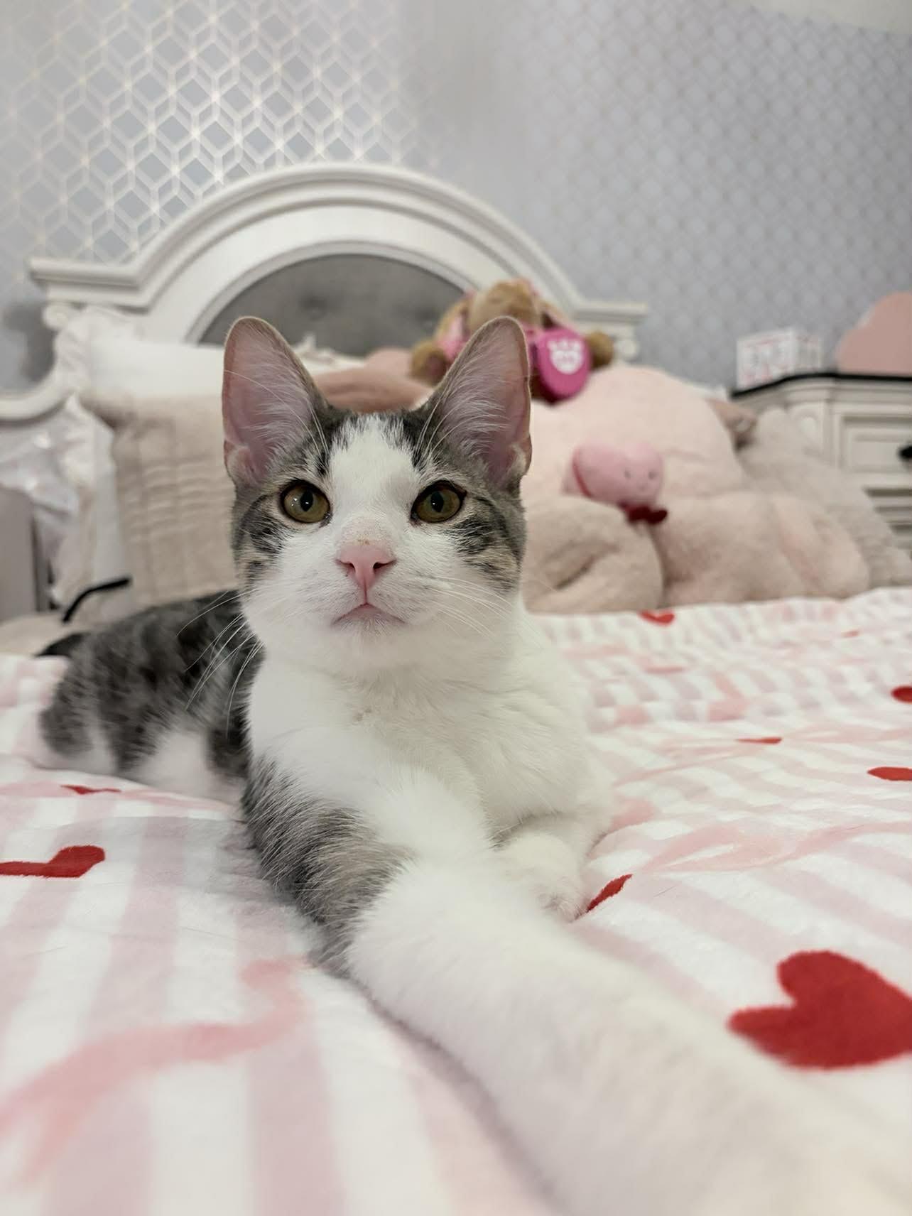 Enlarge Ronnie, an adoptable Domestic Short Hair in Shakespeare, ON image 1/6