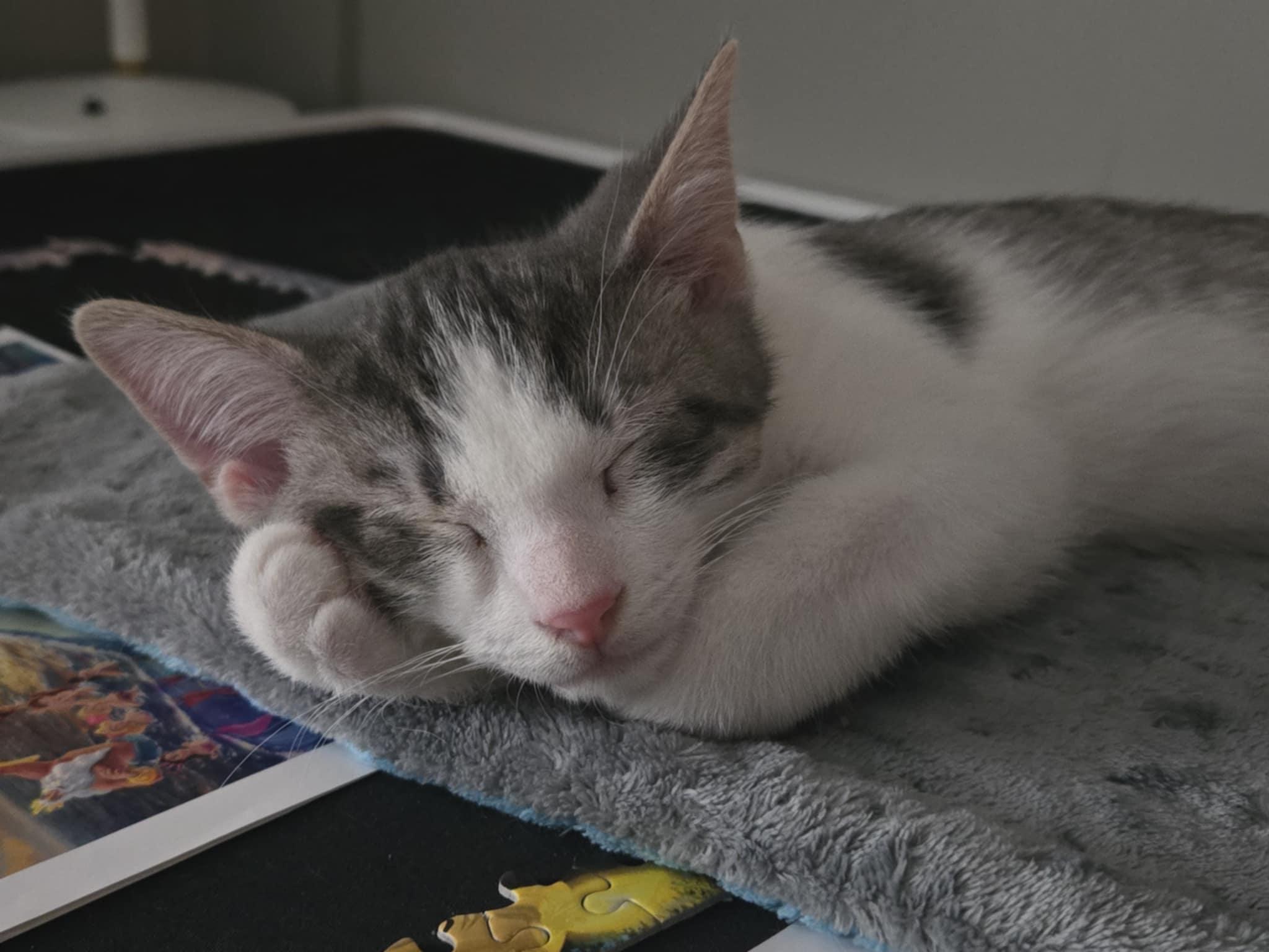 Enlarge Ronnie, an adoptable Domestic Short Hair in Shakespeare, ON image 2/6