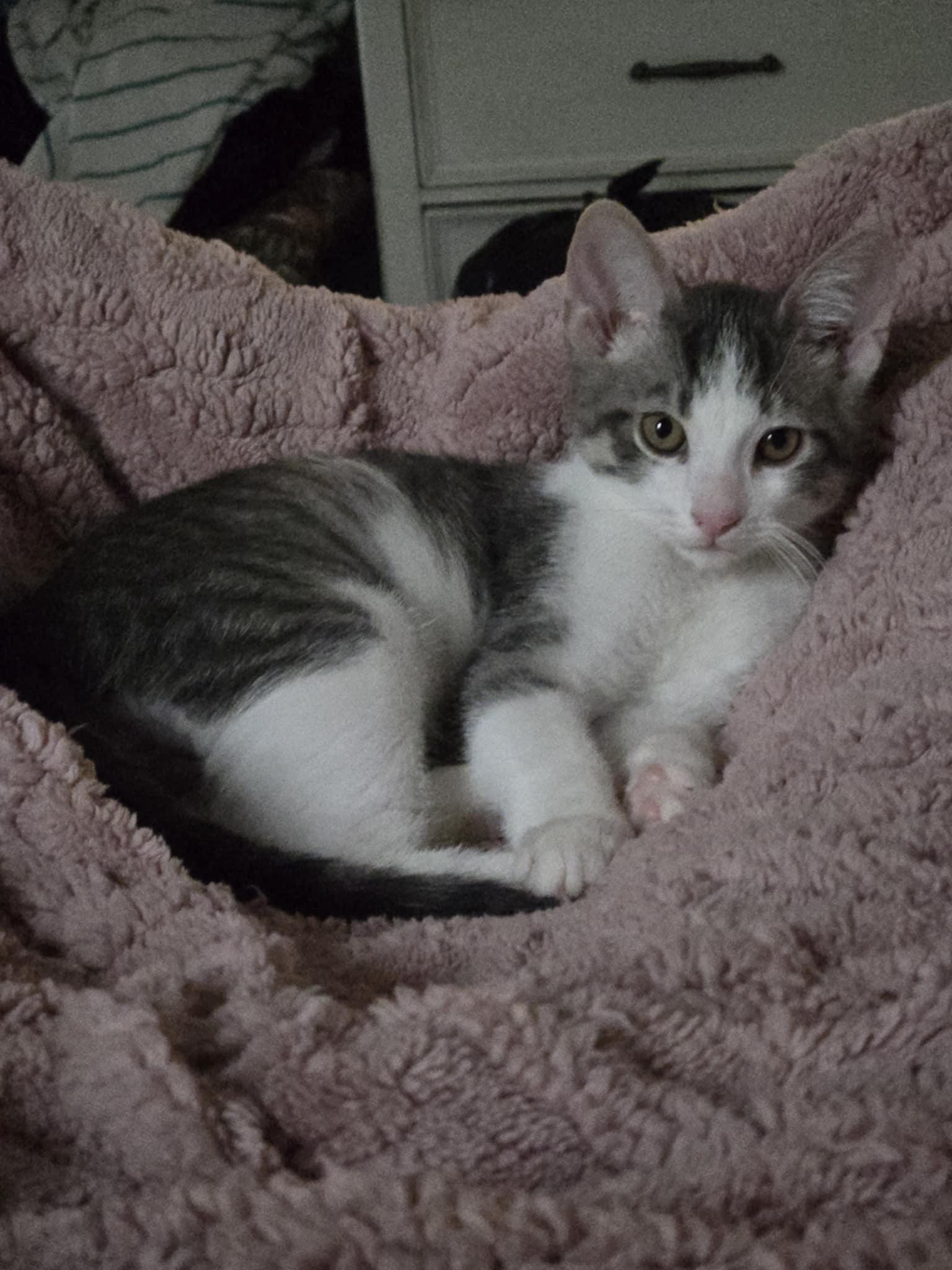 Ronnie, adoptable, Kitten Male Domestic Short Hair.