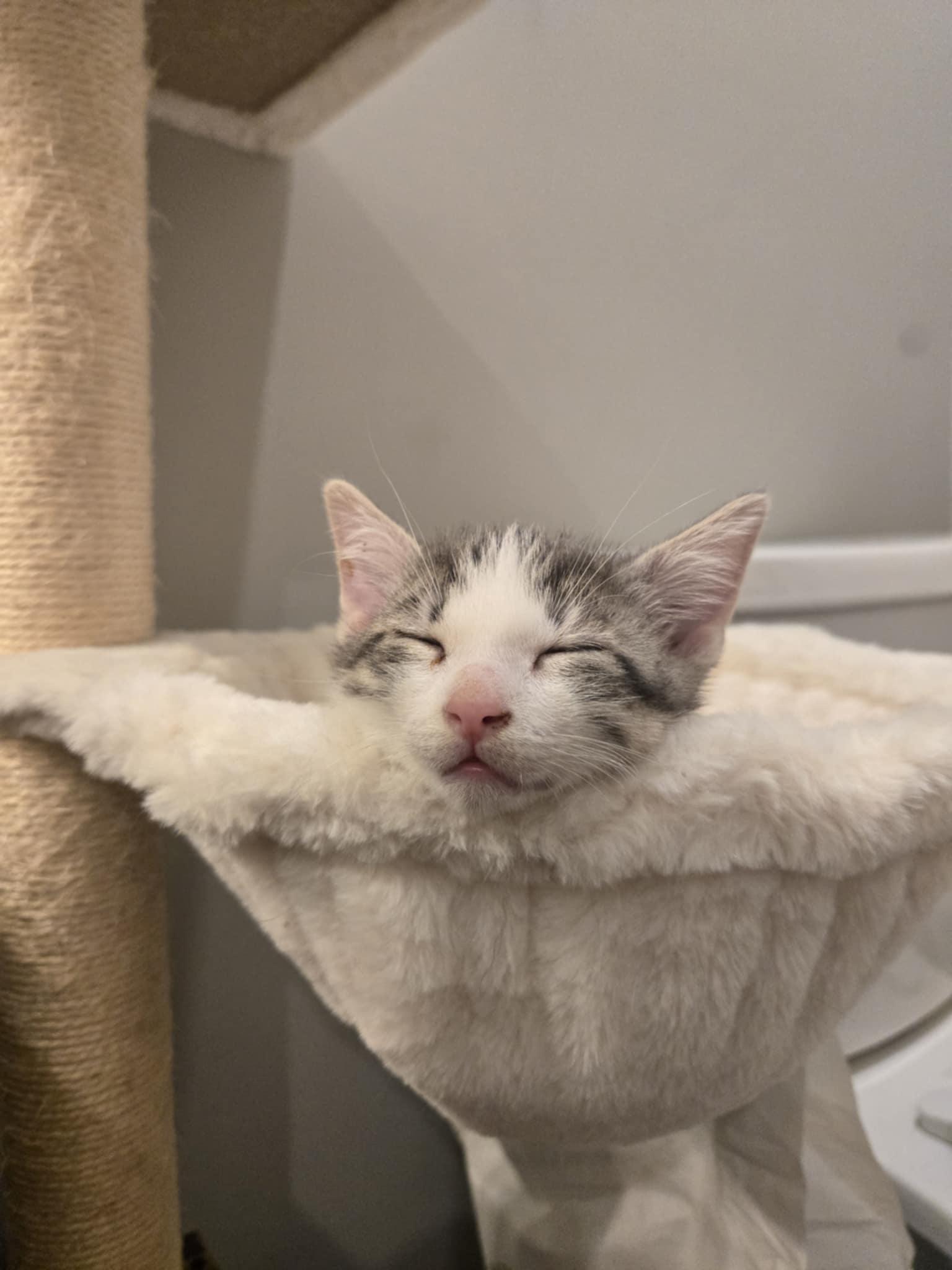 Enlarge Ronnie, an adoptable Domestic Short Hair in Shakespeare, ON image 5/6