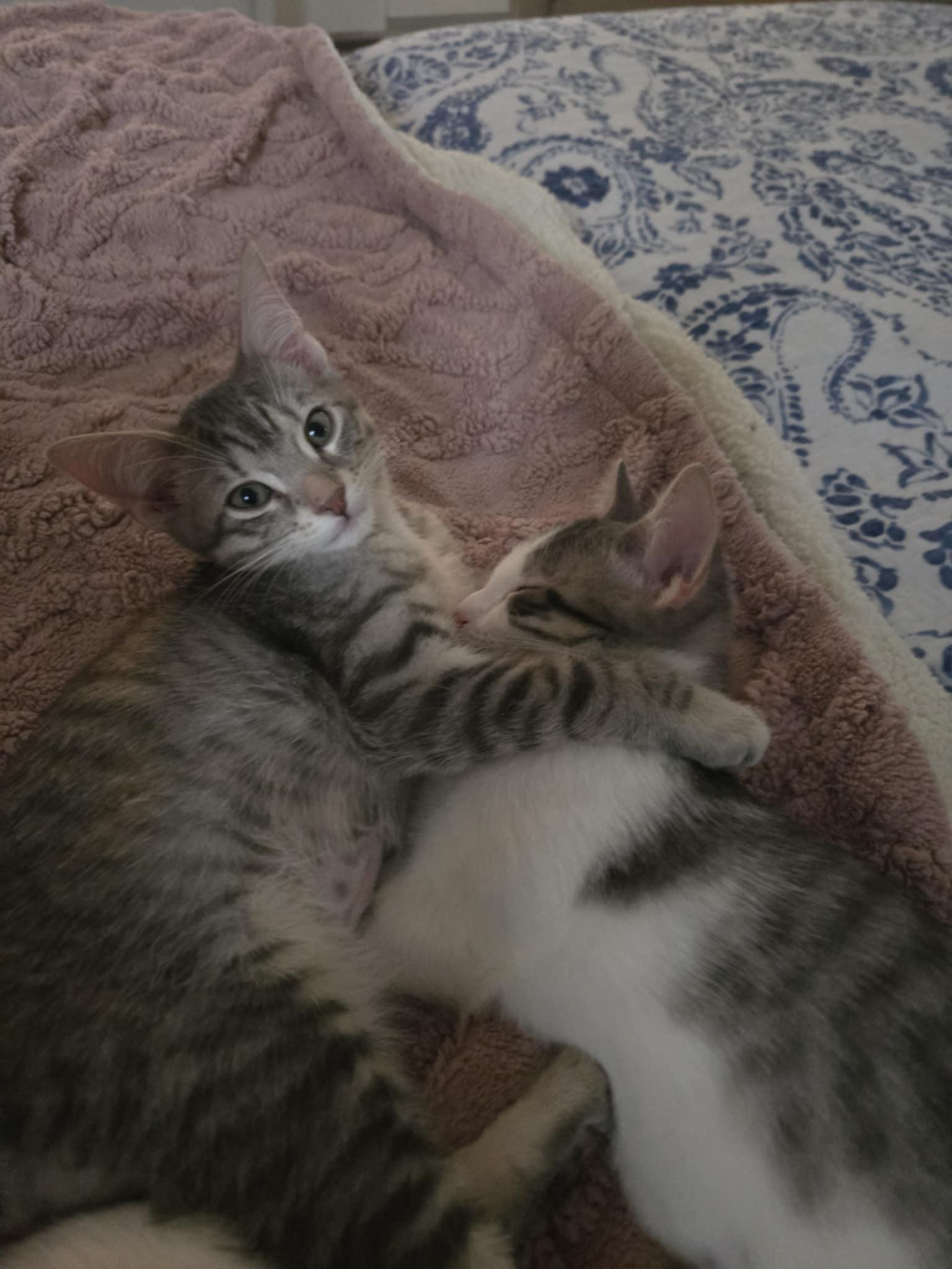 Enlarge Ronnie, an adoptable Domestic Short Hair in Shakespeare, ON image 4/6