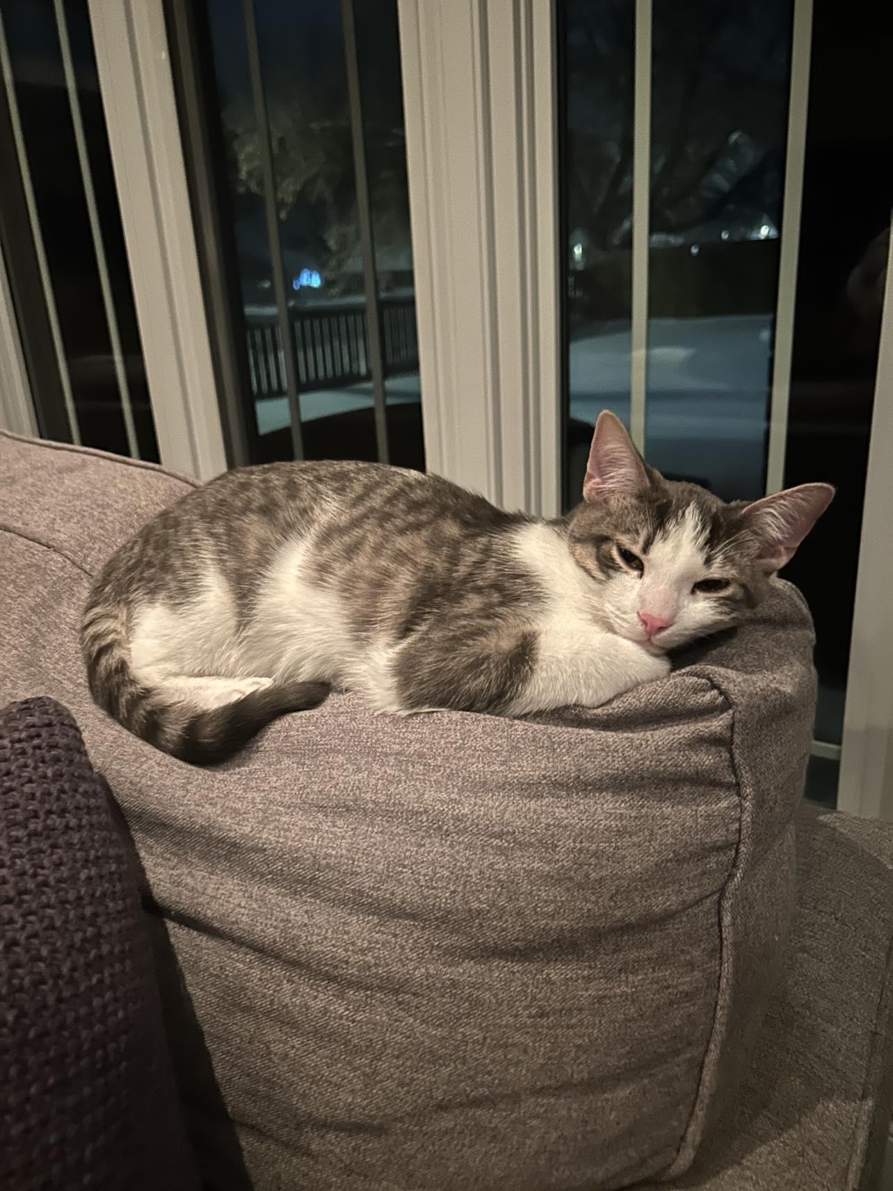 Enlarge Ronnie, an adoptable Domestic Short Hair in Shakespeare, ON image 3/6