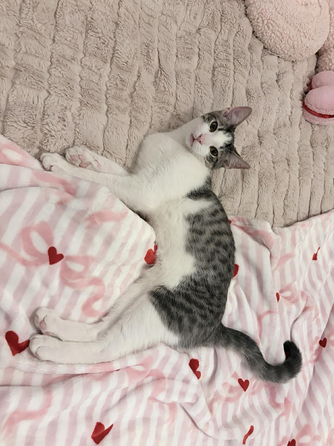 Enlarge Ronnie, an adoptable Domestic Short Hair in Shakespeare, ON image 2/6