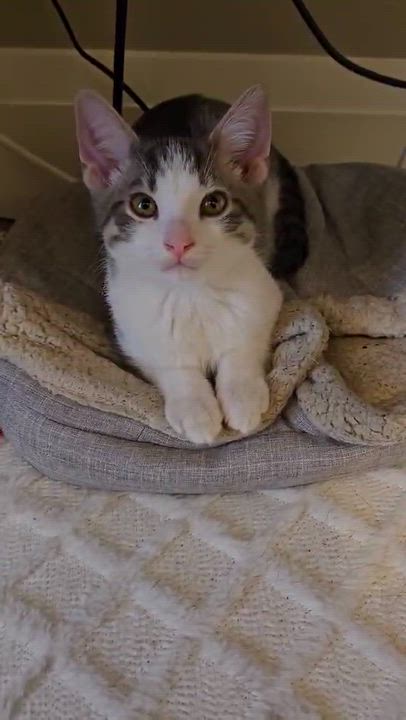 Enlarge Ronnie, an adoptable Domestic Short Hair in Shakespeare, ON video 6/6