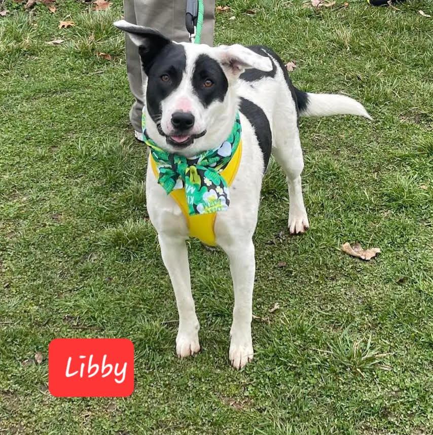 Libby, Adoptable, Adult Female Border Collie.