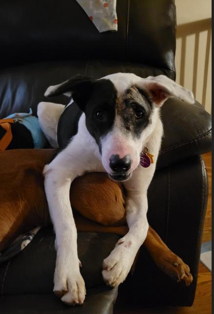 Enlarge Libby, a Adoptable mixed breed in Florissant, MO image 2/6