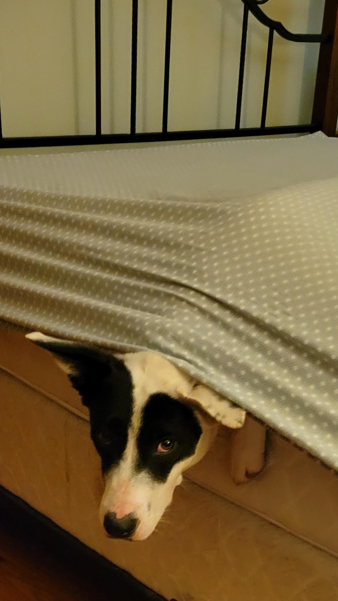 Enlarge Libby, a Adoptable mixed breed in Florissant, MO image 3/6