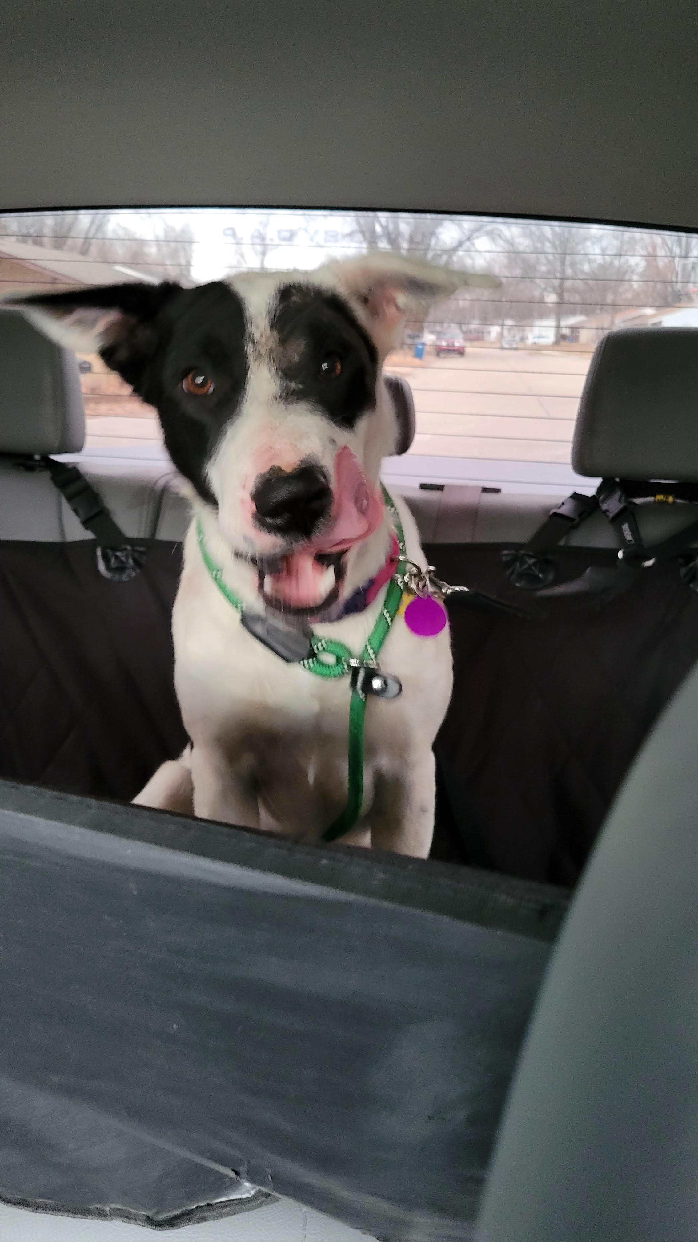 Enlarge Libby, a Adoptable mixed breed in Florissant, MO image 5/6