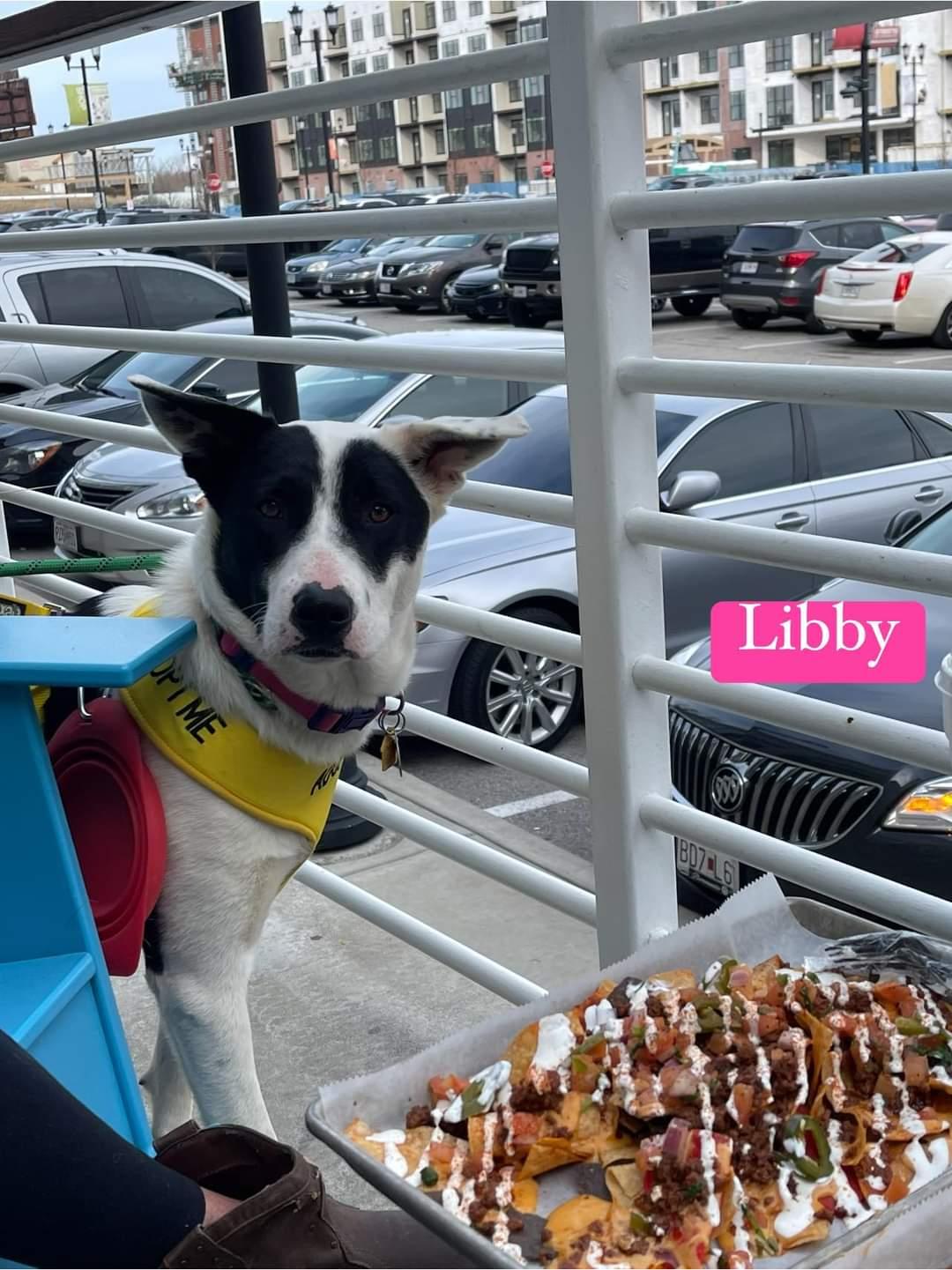 Enlarge Libby, a Adoptable mixed breed in Florissant, MO image 6/6