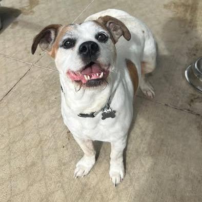 Enlarge 26-514, a Adoptable Terrier in Los Banos, CA image 1/1