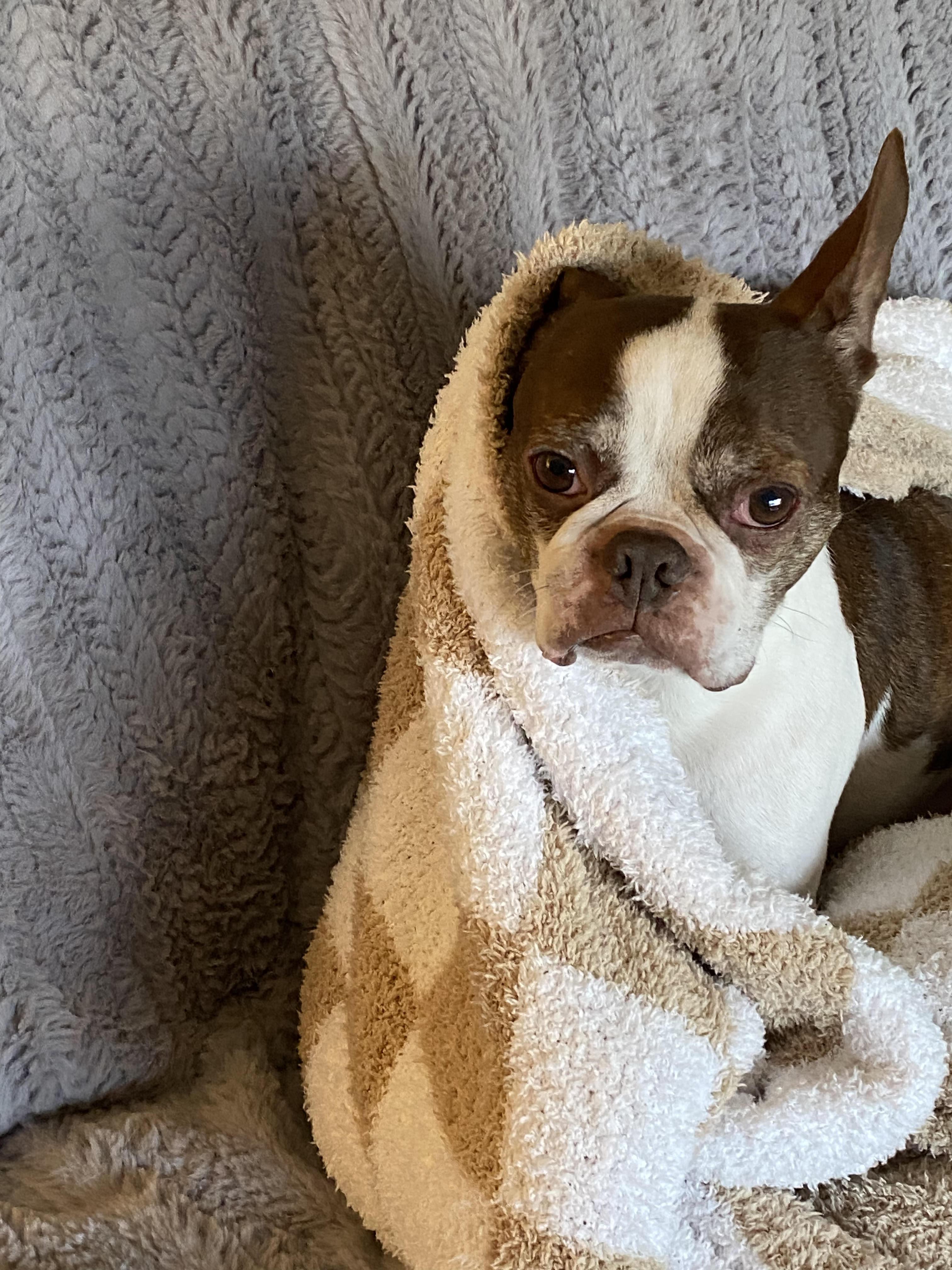Roscoe, ADOPTABLE, Adult Male Boston Terrier.
