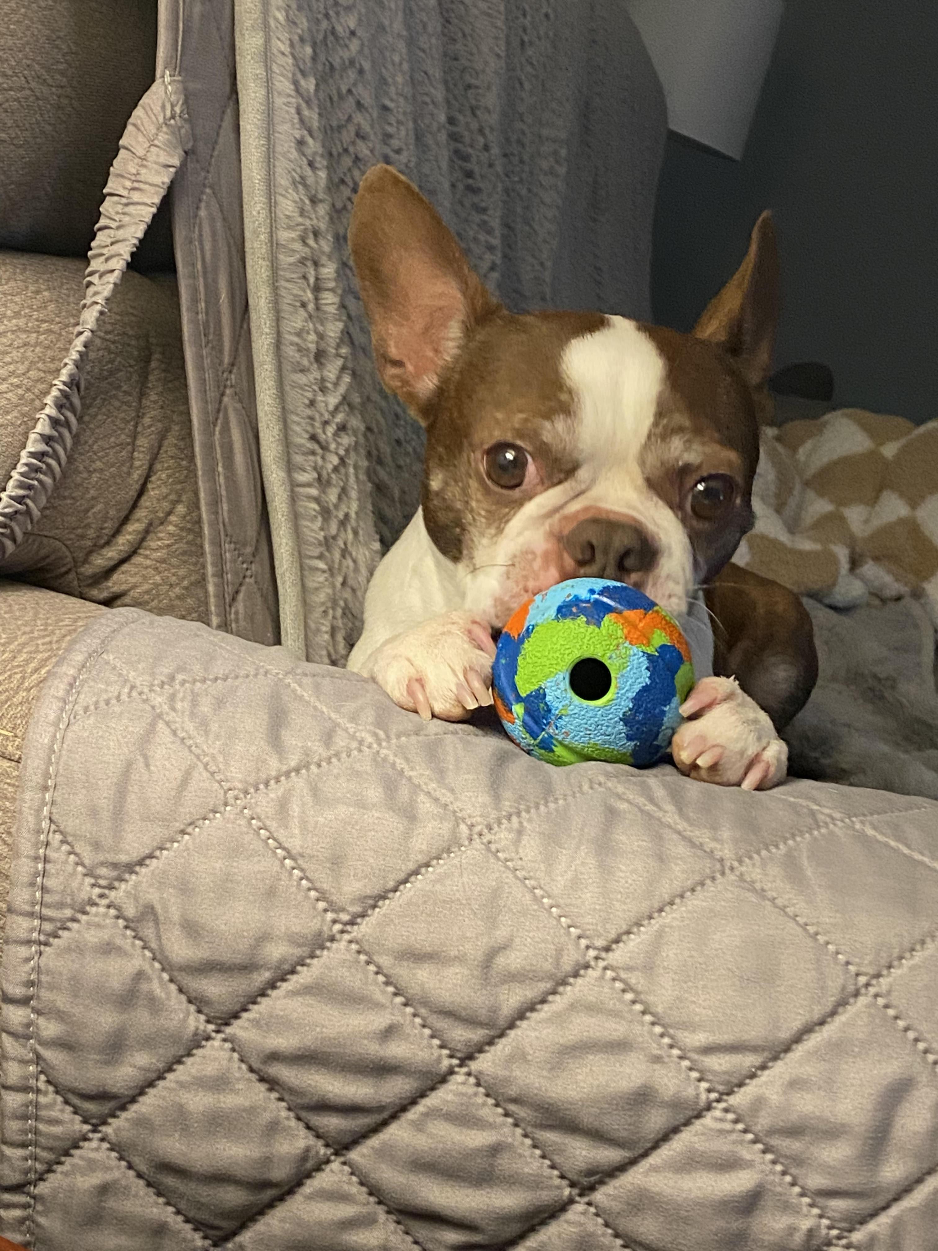 Enlarge Roscoe, a ADOPTABLE Boston Terrier in Fort Washington, PA image 3/3