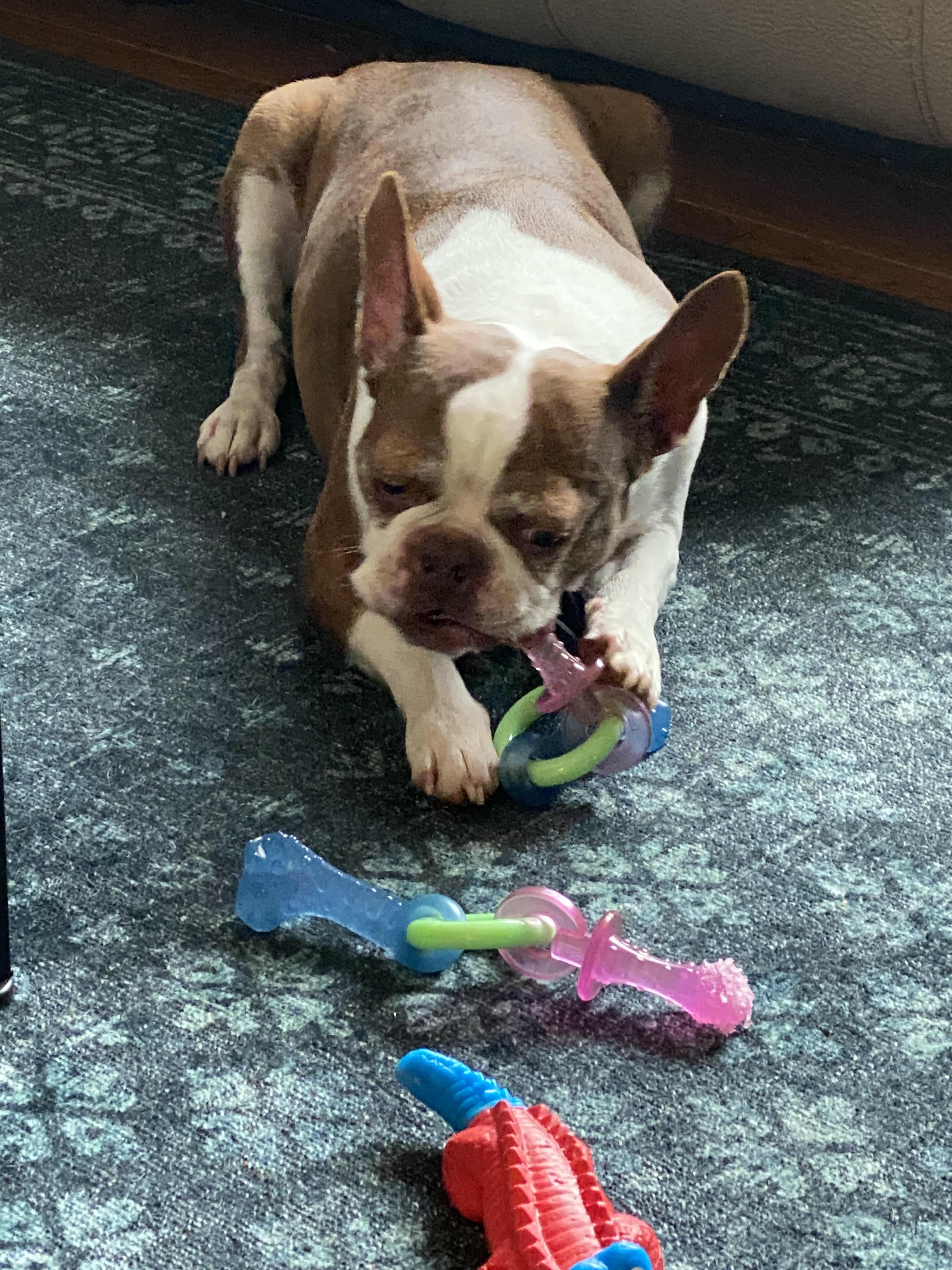 Enlarge Roscoe, a ADOPTABLE Boston Terrier in Fort Washington, PA image 2/3