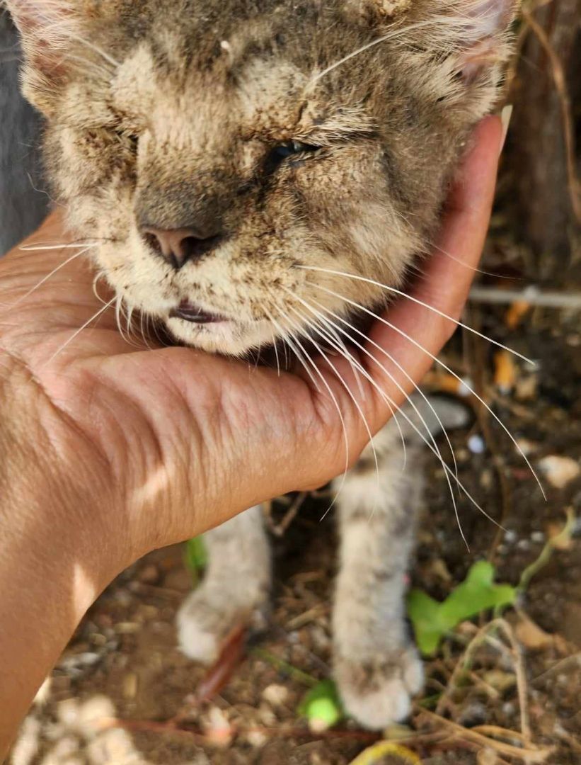 LONNIE, an adoptable Domestic Medium Hair in Grand Prairie, TX image 2/4