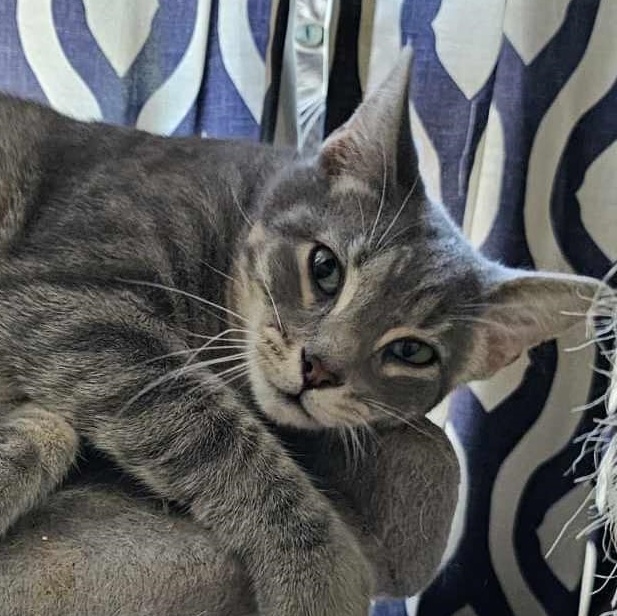 LONNIE, an adoptable Domestic Medium Hair in Grand Prairie, TX image 1/4