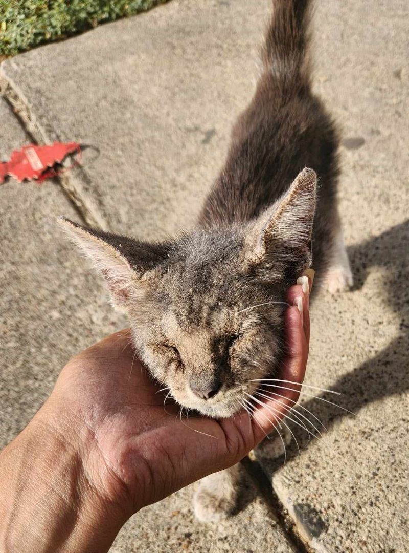 LONNIE, an adoptable Domestic Medium Hair in Grand Prairie, TX image 3/4