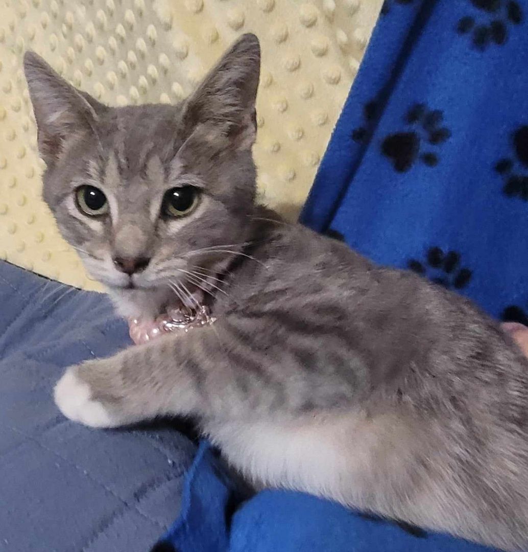 LONNIE, an adoptable Domestic Medium Hair in Grand Prairie, TX image 4/4