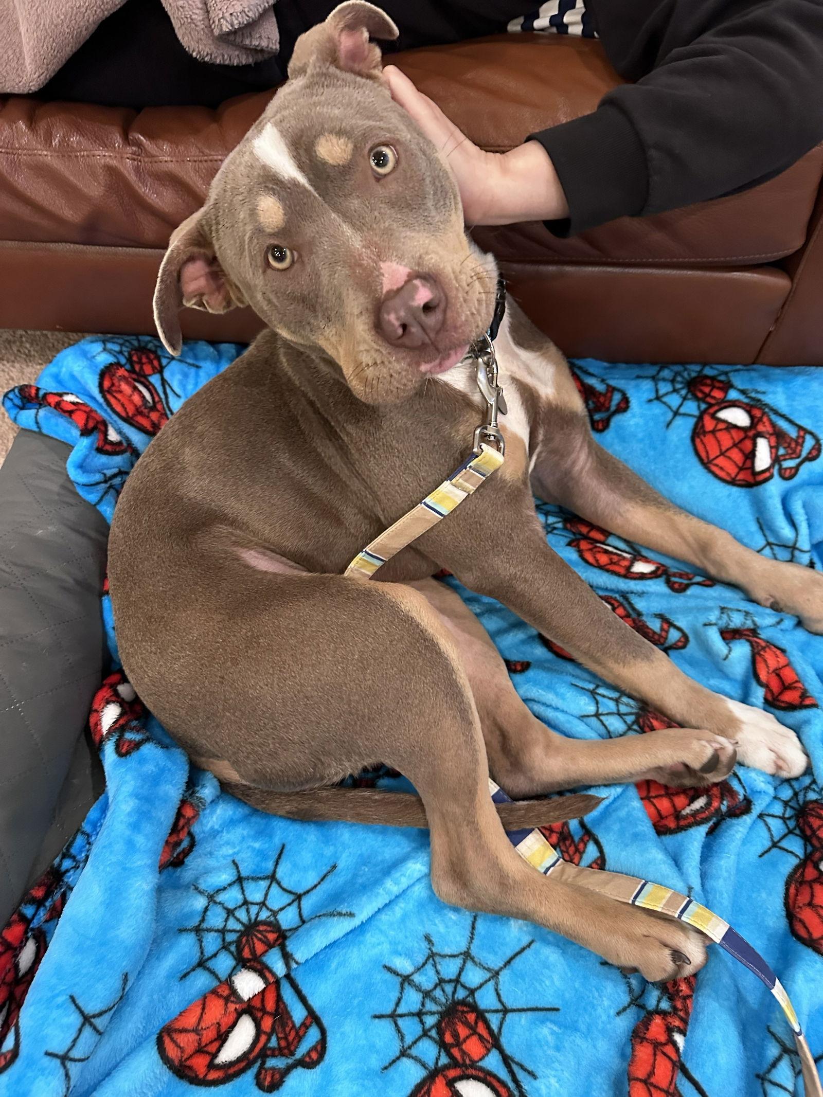 Enlarge Sugarplum, a Adoptable Pit Bull Terrier in Burlingame, CA image 1/3