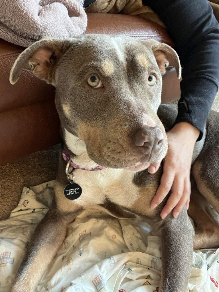 Enlarge Sugarplum, a Adoptable Pit Bull Terrier in Burlingame, CA image 2/3