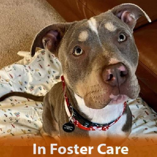 Enlarge Sugarplum, a Adoptable Pit Bull Terrier in Burlingame, CA image 3/3