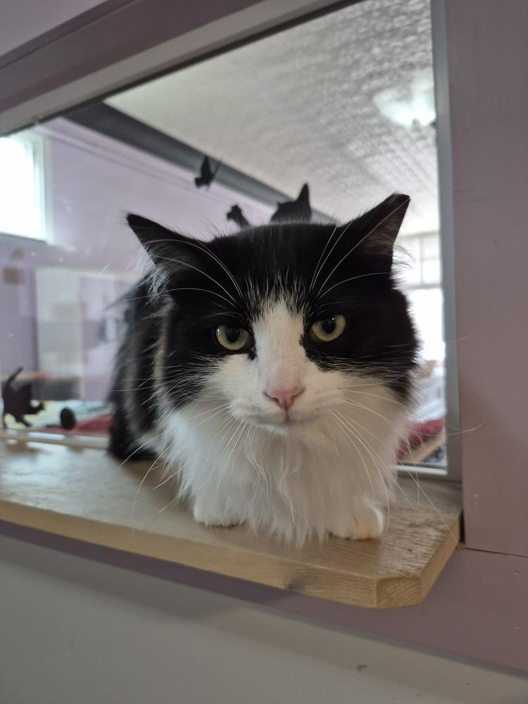 Enlarge Remus, a Adoptable mixed breed in Wild Rose, WI image 2/3