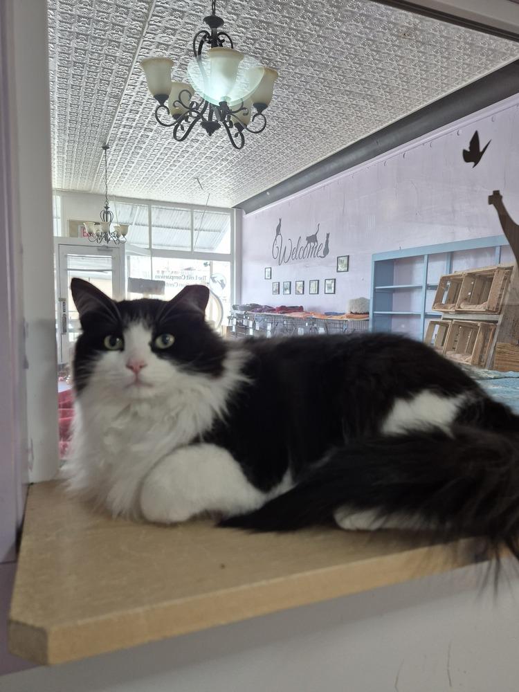Enlarge Remus, a Adoptable mixed breed in Wild Rose, WI image 3/3