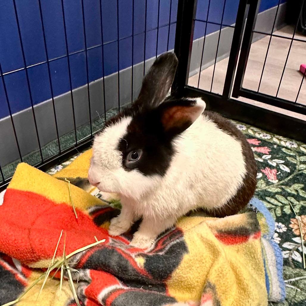 Larry, Adoptable, Young Male Dutch.