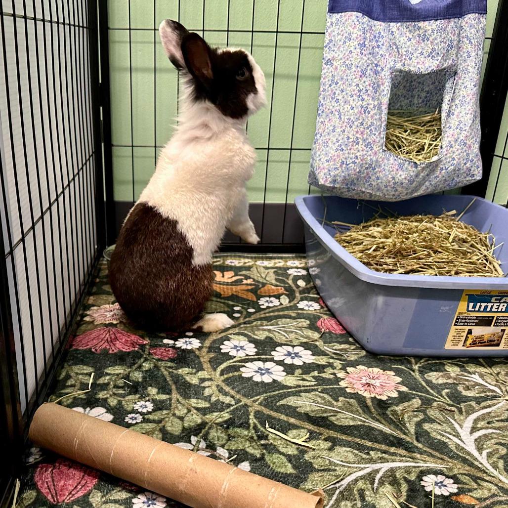 Enlarge Larry, a Adoptable Dutch in The Woodlands, TX image 2/6