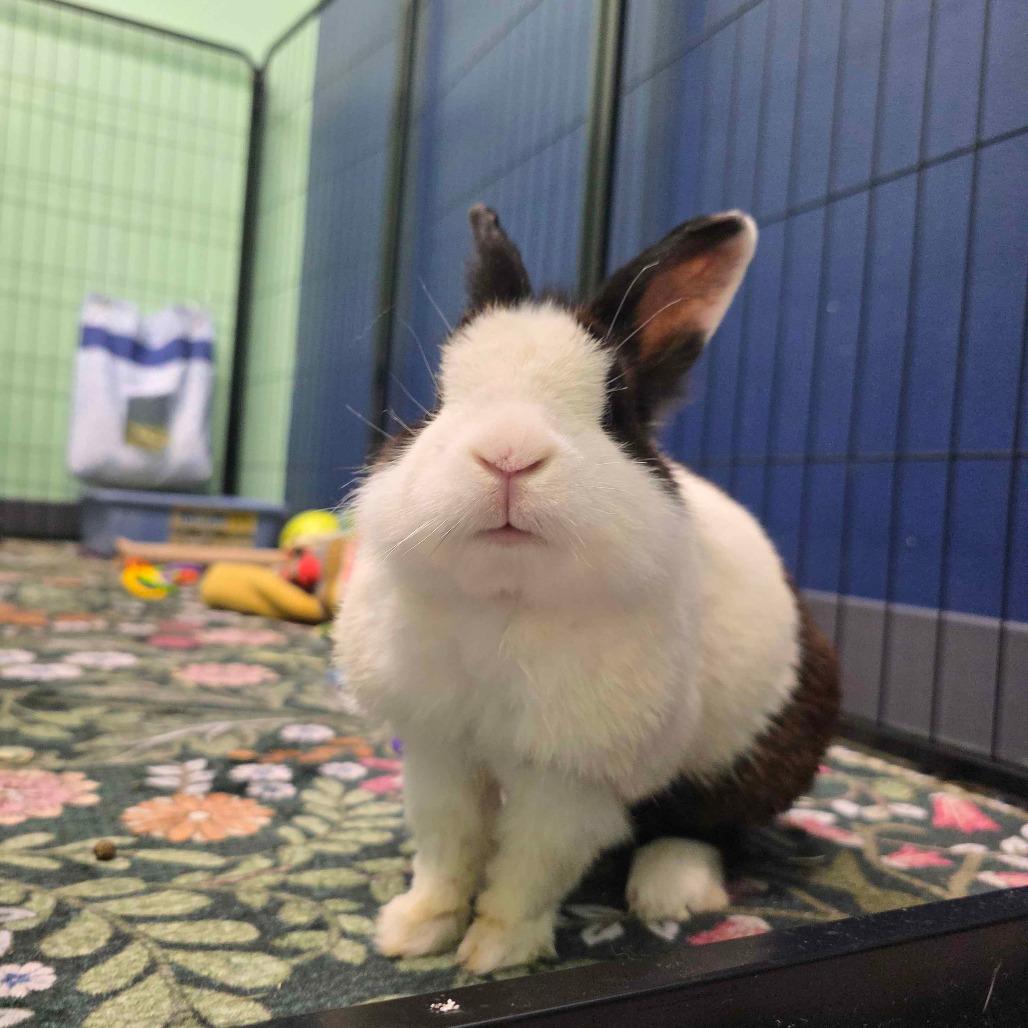 Enlarge Larry, a Adoptable Dutch in The Woodlands, TX image 3/6