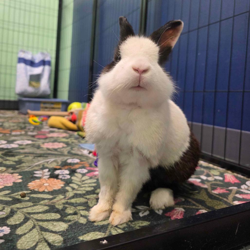 Enlarge Larry, a Adoptable Dutch in The Woodlands, TX image 4/6