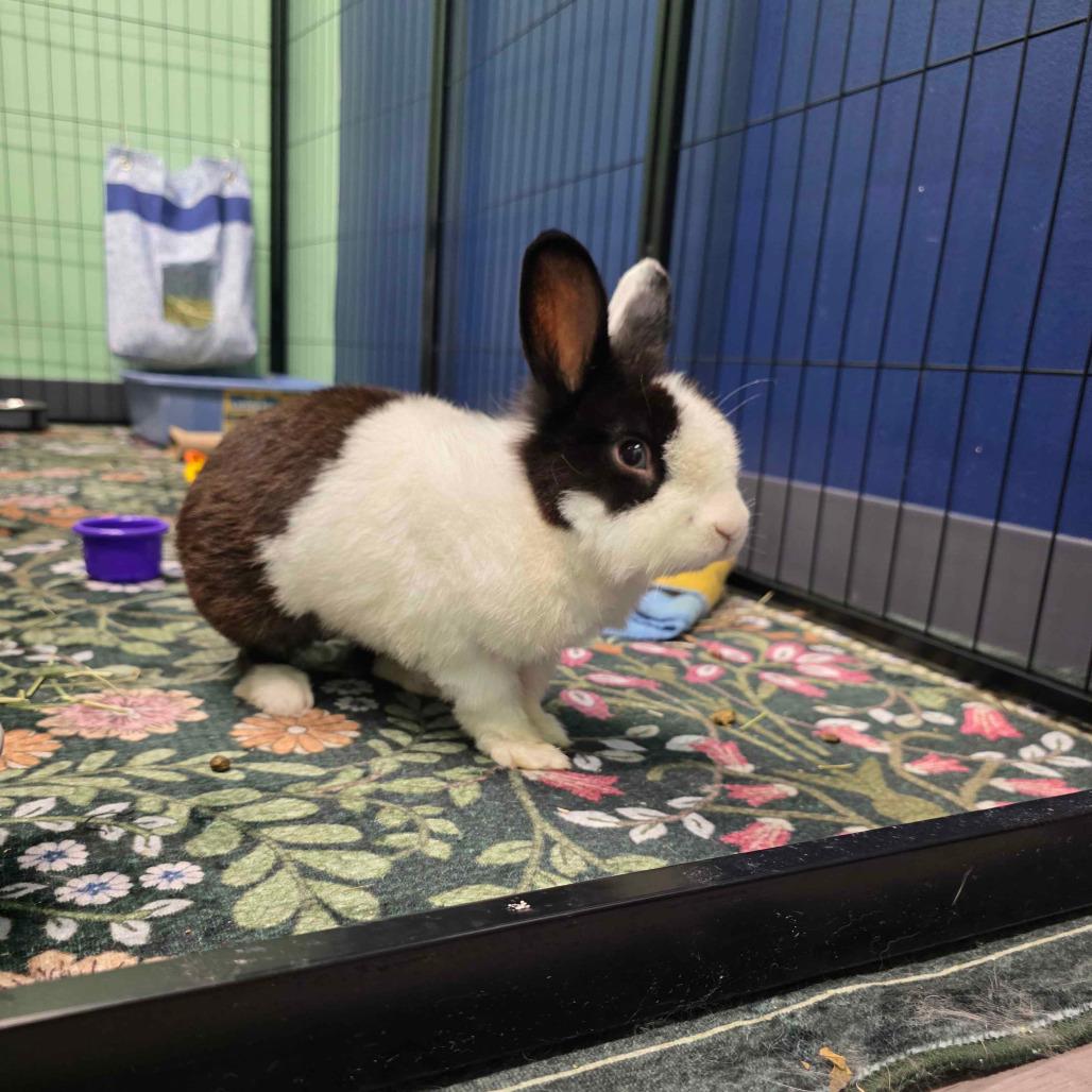 Enlarge Larry, a Adoptable Dutch in The Woodlands, TX image 5/6