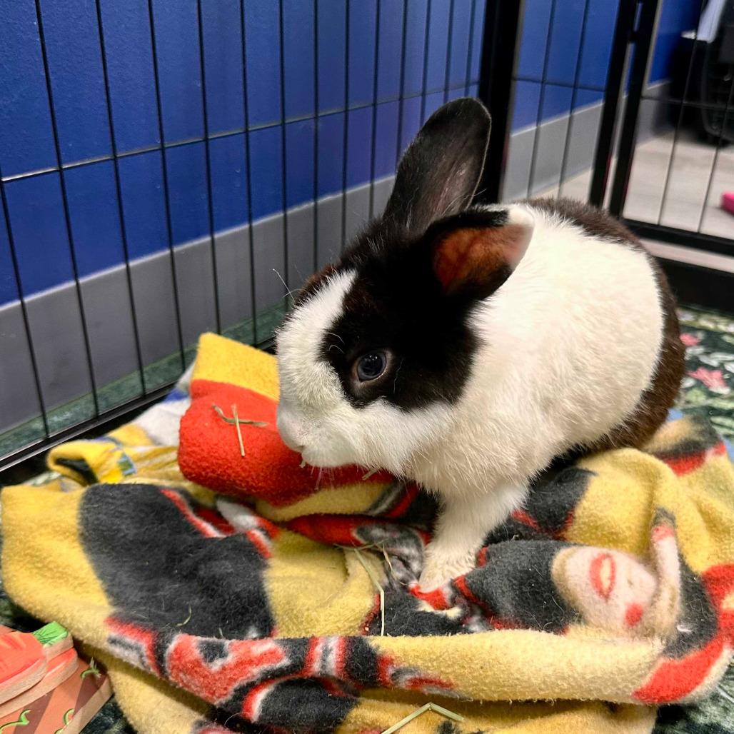 Enlarge Larry, a Adoptable Dutch in The Woodlands, TX image 6/6