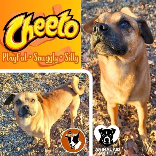 Cheeto, Adoptable, Adult Male Pug & Beagle.